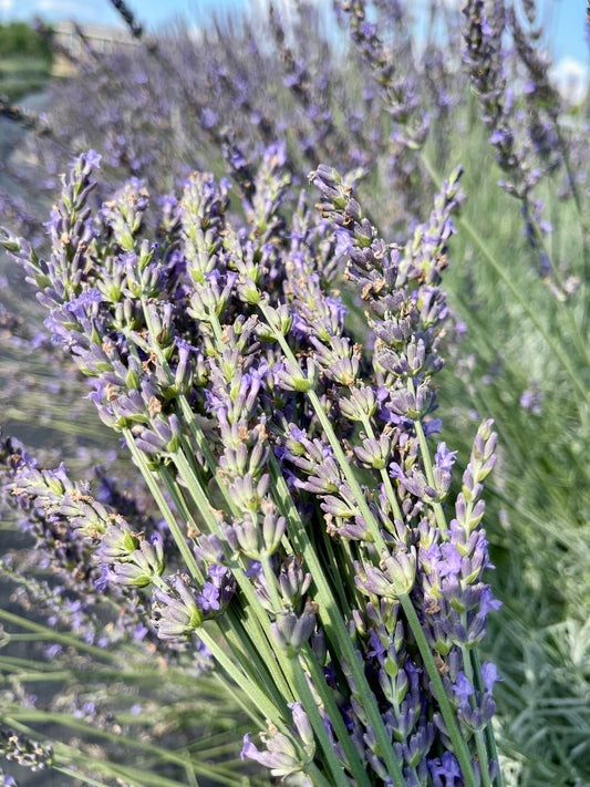 Fresh lavender bundles